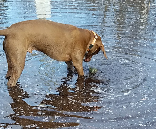 Dog Park «Bassett Creek Dog Park», reviews and photos, 32nd Ave N, Crystal, MN 55422, USA