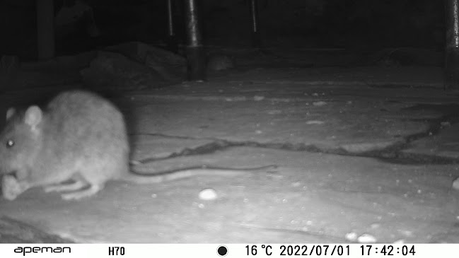Beoordelingen van PC Raccoon Piégeage et Capture-Taupier in Aarlen - Ander