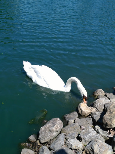 Coffee Shop «Starbucks», reviews and photos, 102 E Irving Park Rd, Itasca, IL 60143, USA