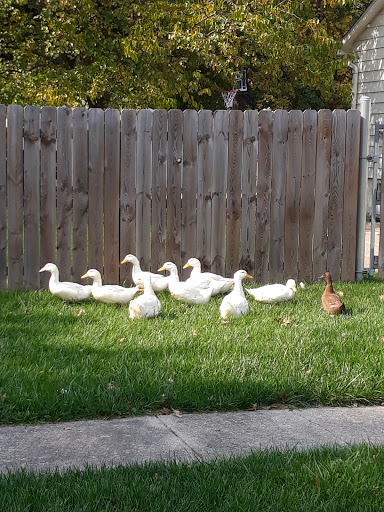 Department Store «Rural King», reviews and photos, 430 Oberlin Rd, Elyria, OH 44035, USA