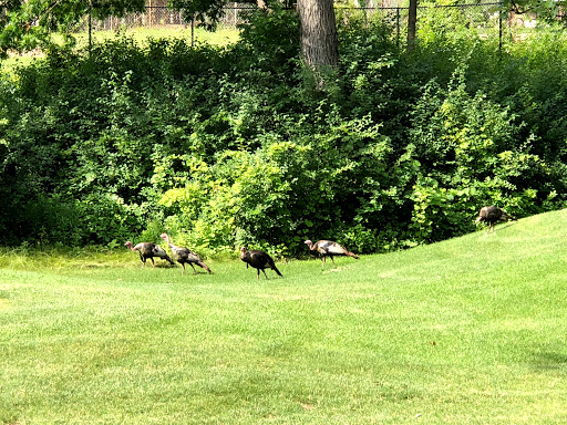 Golf Course «Theodore Wirth Golf Course», reviews and photos, 1301 Theodore Wirth Pkwy, Minneapolis, MN 55422, USA