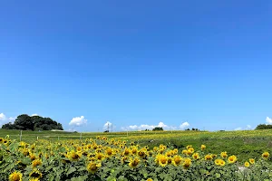 Sunflower Hill image