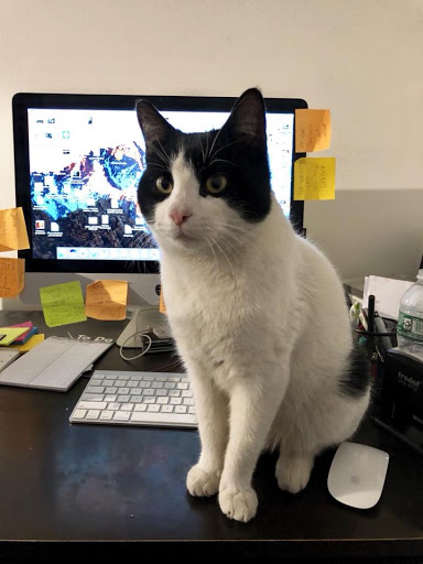 Pet Store «Pet Boutique and Supply», reviews and photos, 320 5th Ave, Brooklyn, NY 11215, USA