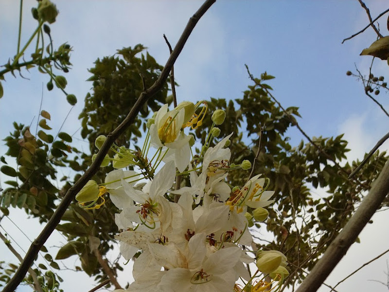 援中休閒公園