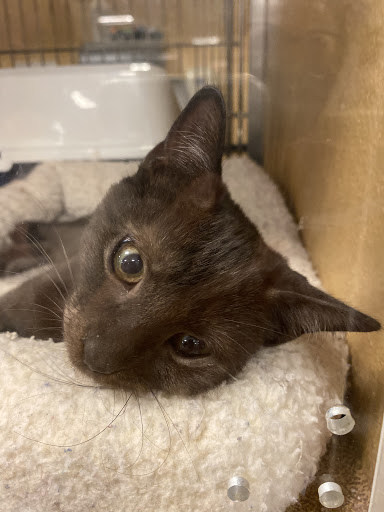 Pet Supply Store «PetSmart», reviews and photos, 3077 Daniels Rd, Winter Garden, FL 34787, USA