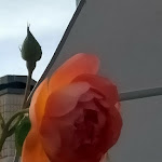 Photo n°2 de l'avis de Elena.e fait le 19/09/2020 à 20:27 sur le  Villa Mirella à Grado