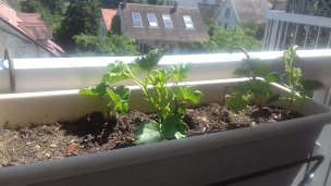 Photo n°17 de Le Shiso à Viroflay ()