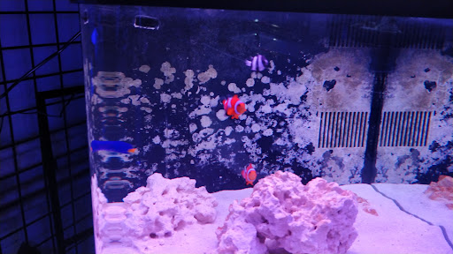 Tropical Fish Store «Elegant Reef - Tropical Fish Studio», reviews and photos, 301 W Nakoma Dr, San Antonio, TX 78216, USA