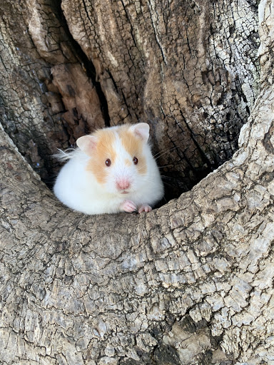 Pet Supply Store «PetSmart», reviews and photos, 745 W Huntington Dr, Monrovia, CA 91016, USA