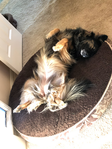 Pet Supply Store «Pet Haven», reviews and photos, 626 N Glenoaks Blvd, Burbank, CA 91502, USA