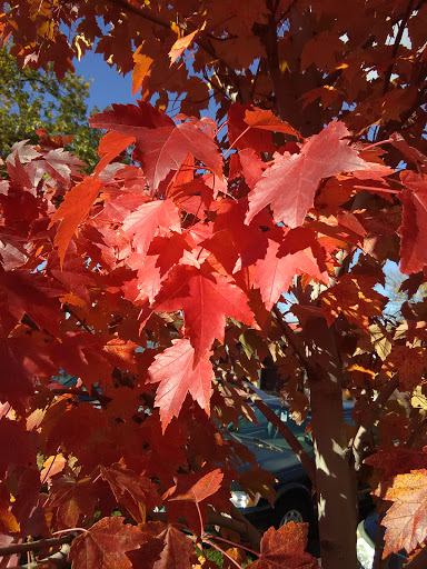 Shopping Mall «Sibley Plaza», reviews and photos, 2401 7th St W, St Paul, MN 55116, USA