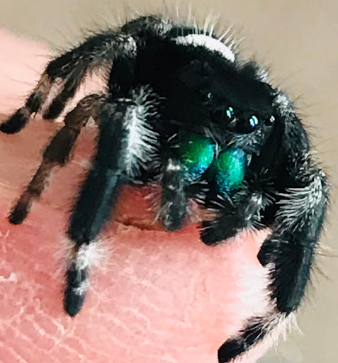 Pet Supply Store «Petco Animal Supplies», reviews and photos, 13127 N Dale Mabry Hwy, Tampa, FL 33618, USA