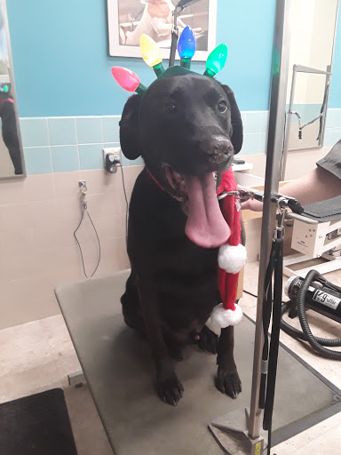 Pet Supply Store «Petco Animal Supplies», reviews and photos, 597 Hebron Rd #2, Heath, OH 43056, USA