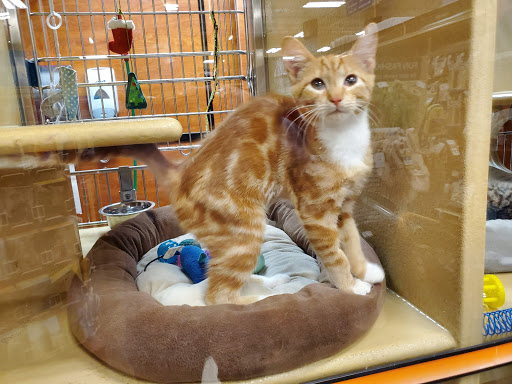 Pet Supply Store «PetSmart», reviews and photos, 5080 Riverside Dr #601, Macon, GA 31210, USA