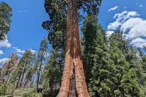 The Giant Forest image