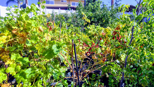 Grocery Store «Diamond Fresh Farmers Market», reviews and photos, 21168 Golden Springs Dr, Walnut, CA 91789, USA