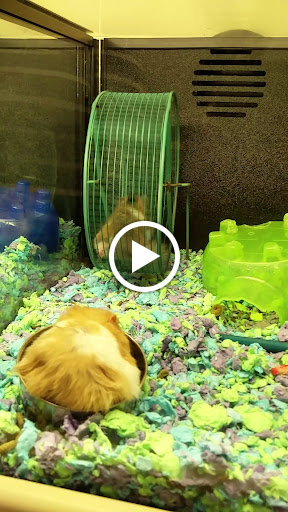 Pet Supply Store «PetSmart», reviews and photos, 3050 Middle Country Rd, Nesconset, NY 11767, USA