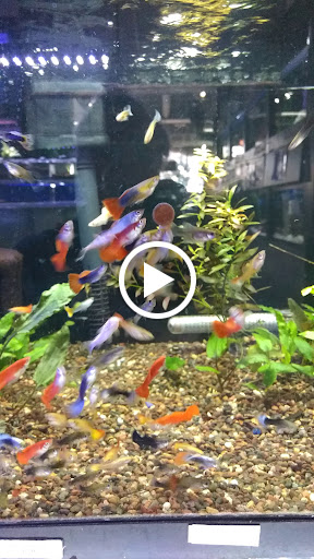 Aquarium «Old Orchard Aquarium», reviews and photos, 9235 Skokie Blvd, Skokie, IL 60077, USA