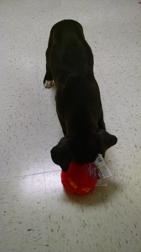 Pet Supply Store «PetSmart», reviews and photos, 2180 MacArthur Rd, Whitehall, PA 18052, USA