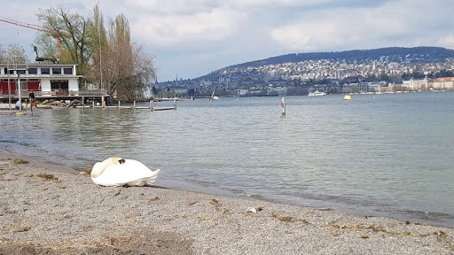 Paddling pools in Zurich