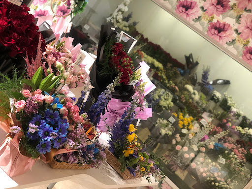 زهور هولندا – holland flowers 