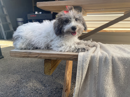 Pet Store «Pet Express», reviews and photos, 250 Granite St, Braintree, MA 02184, USA