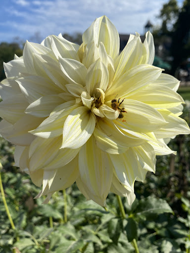 Farm «Beach Plum Farm», reviews and photos, 140 Stevens St, Cape May, NJ 08204, USA