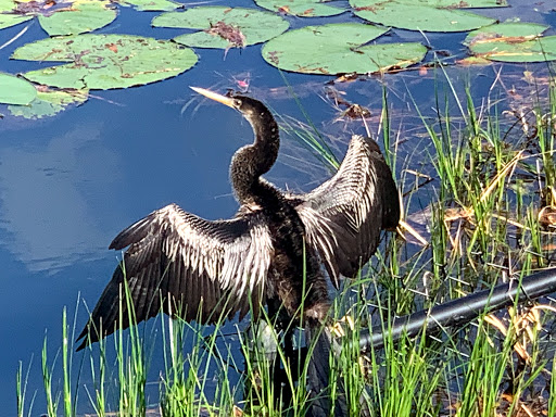 Zoo «Audubon Center for Birds of Prey», reviews and photos, 1101 Audubon Way, Maitland, FL 32751, USA