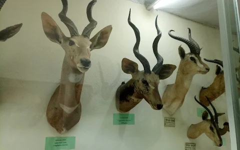 The Zoological Natural History Museum image