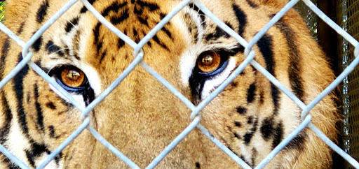 Wildlife Rescue Service «In-Sync Exotics», reviews and photos, 3430 Skyview Dr, Wylie, TX 75098, USA