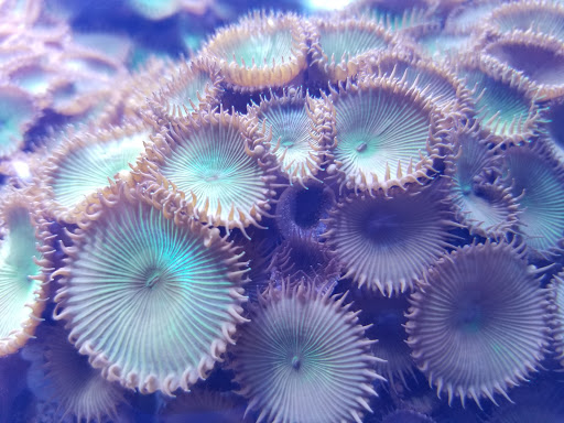 Tropical Fish Store «Pure Reef», reviews and photos, 12900 GA-9, Alpharetta, GA 30004, USA