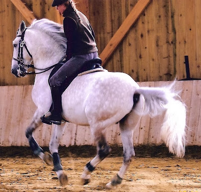 Les Ecuries de l'Orée à Les Grandes-Ventes