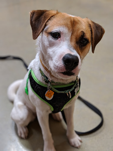 Pet Supply Store «PetSmart», reviews and photos, 160 Washington St #701, Rochester, NH 03839, USA