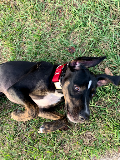 Dog Park «Logan Gate Dog Park», reviews and photos, 7374 Monterey Blvd, Tampa, FL 33610, USA