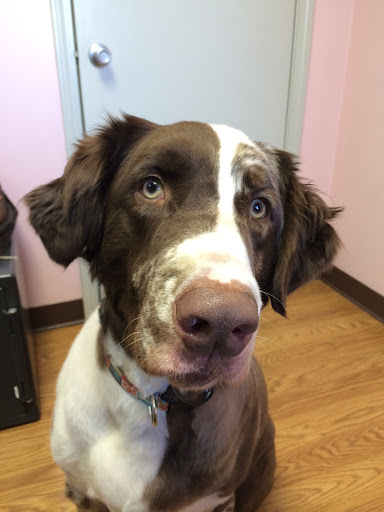 Lacroix Pet Hospital image