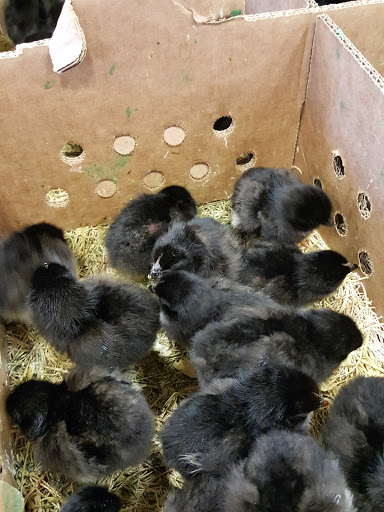 Farm Equipment Supplier «Tarwater Farm & Home Supply», reviews and photos, 4107 NW Topeka Blvd, Topeka, KS 66617, USA