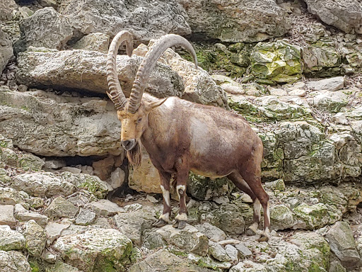 Zoo «Fort Worth Zoo», reviews and photos, 1989 Colonial Pkwy, Fort Worth, TX 76110, USA