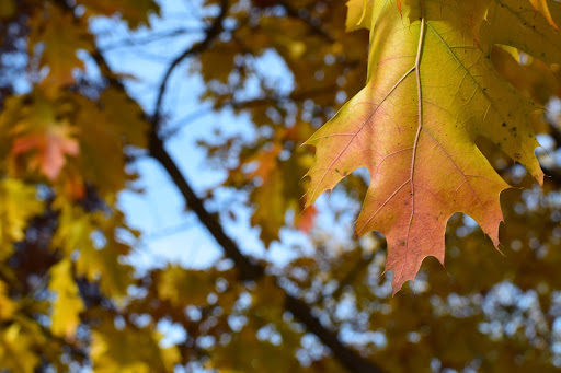 Park «John Anderson Park & Splash Park», reviews and photos, 4701 E 135 St, Grandview, MO 64030, USA