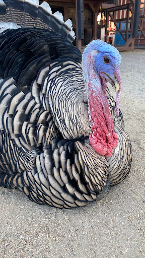 Animal Feed Store «Western Ranchman Store», reviews and photos, 16028 N 32nd St, Phoenix, AZ 85032, USA