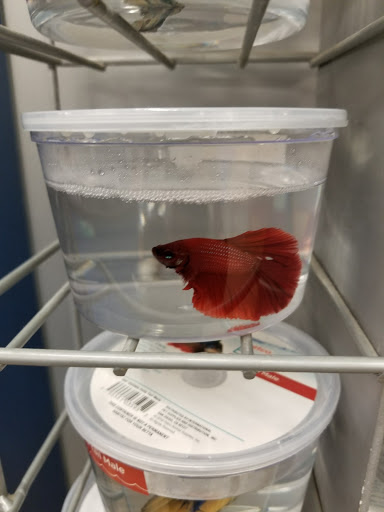 Pet Supply Store «Petco Animal Supplies», reviews and photos, 2341 Claribel Rd, Riverbank, CA 95367, USA