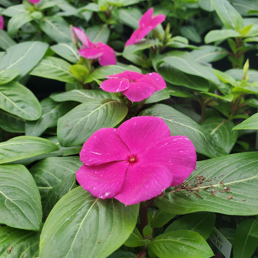 Plant Nursery «HOUSTON PLANTS & GARDEN WORLD», reviews and photos, 16726 North Fwy, Houston, TX 77090, USA