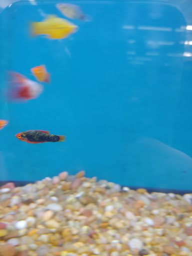 Pet Supply Store «Pet Supplies Plus», reviews and photos, 14839 Detroit Ave, Lakewood, OH 44107, USA