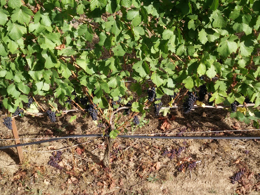 Winery «Raptor Ridge Winery», reviews and photos, 18700 SW Hillsboro Hwy, Newberg, OR 97132, USA