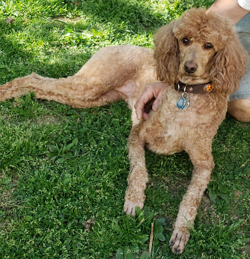 Pet Supply Store «Petco Animal Supplies», reviews and photos, 10060 US Highway 40 G-150, Ellicott City, MD 21042, USA