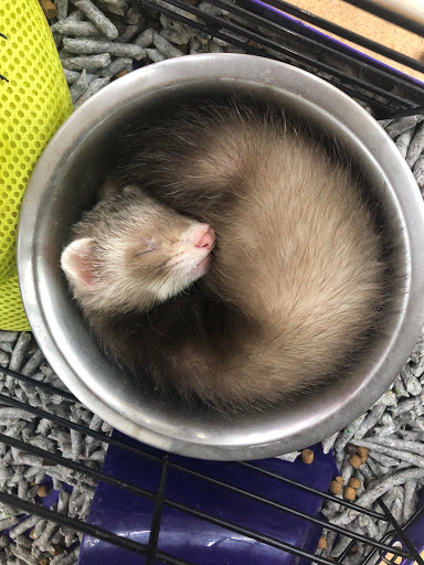 Pet Supply Store «I Love My Pets Supplies and Grooming», reviews and photos, 32875 Fort Rd, Rockwood, MI 48173, USA