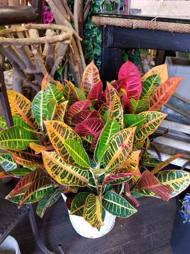 Florist «Country Village Florist and Gifts, Inc.», reviews and photos, 212 E Main St, East Islip, NY 11730, USA