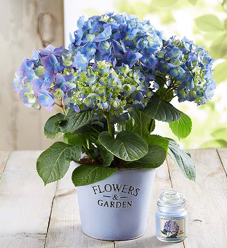 Florist «Green Grove Fruit and Flower», reviews and photos, 1439 Stuyvesant Ave, Union, NJ 07083, USA