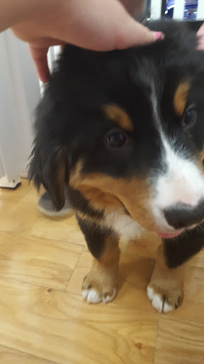 Pet Store «Puppy City», reviews and photos, 3343 Valley Pike, Winchester, VA 22602, USA