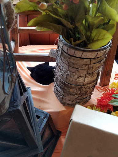 Florist «Swan Floral & Gift Shop», reviews and photos, 4311 Dixie Hwy, Erlanger, KY 41018, USA