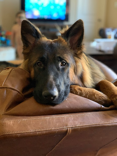 Elite German Shepherds LLC